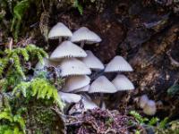 Übereinander wachsende Pilzgruppe in Baumeinkerbung